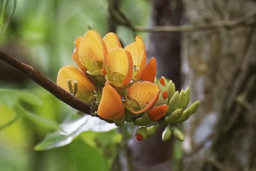 Bright orange tropical flowers and green buds cluster on a tree branch against a soft-focus garden background.