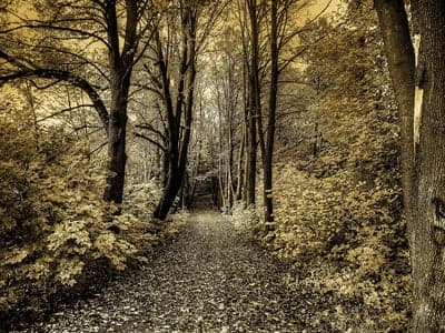 Nostalgic Autumn Woods Path Portrait Wallpaper