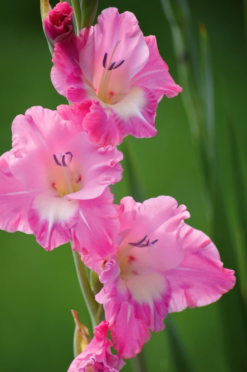 Pink gladiolus flowers with white centers and dark stamens stand against a blurred green garden background.