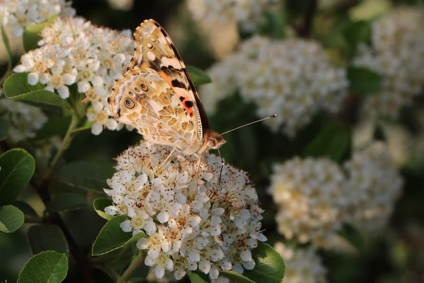 Painted Lady butterfly with orange and black wings rests on small white flowers in soft, warm morning sunlight.