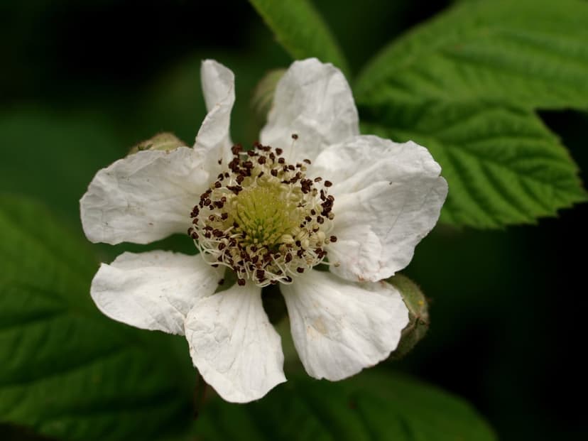 White blackberry flower with a yellow stamen center and soft petals against a blurred green leaf background.