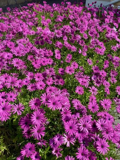 Vibrant Purple Daisy-like Flowers Blanket the Garden