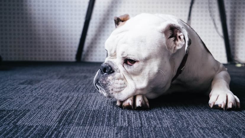 White English Bulldog with a wrinkled face lies on a gray carpet, resting its heavy head on its paws.