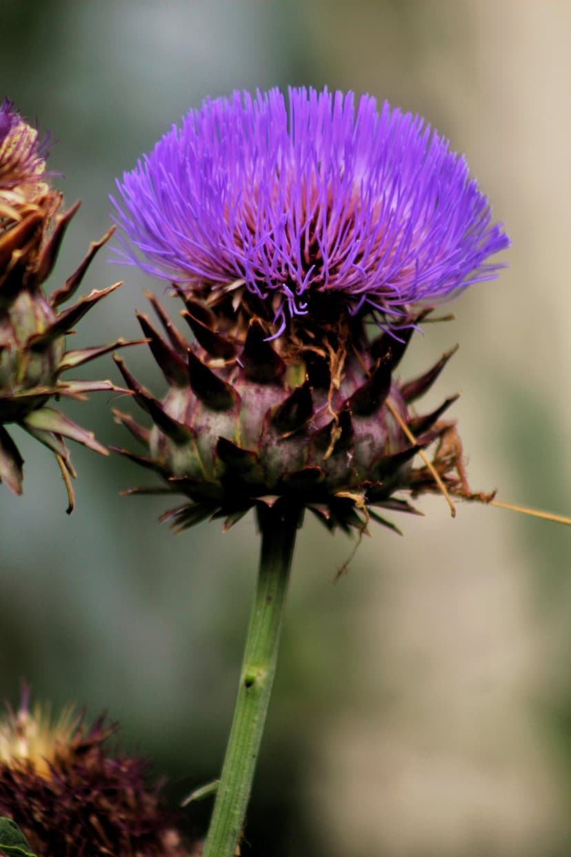 Purple thistle flower with sharp spiky petals and a green bud stands against a blurred natural background.