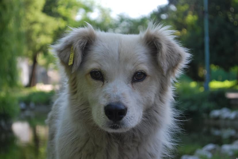 Shaggy light-colored street dog with a yellow ear tag and expressive eyes against a blurred park background.