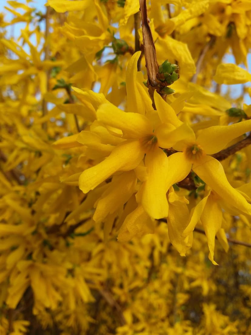 Yellow forsythia flowers bloom in sharp detail against a blurred blue sky background under soft spring sunlight.