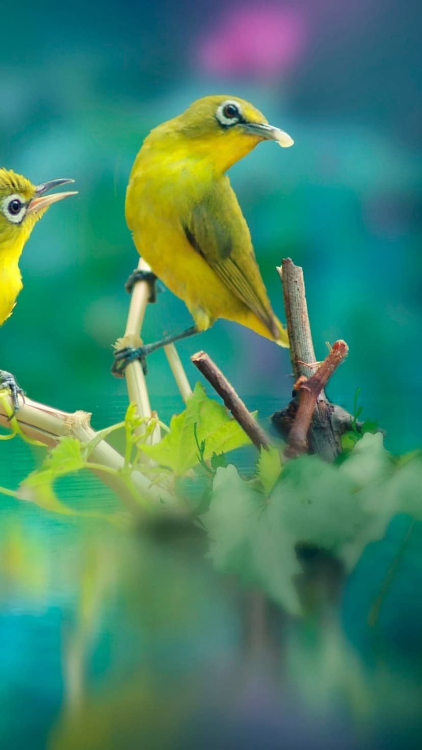 Yellow birds with white eye rings perching on a thin branch against a blurred teal and green background.
