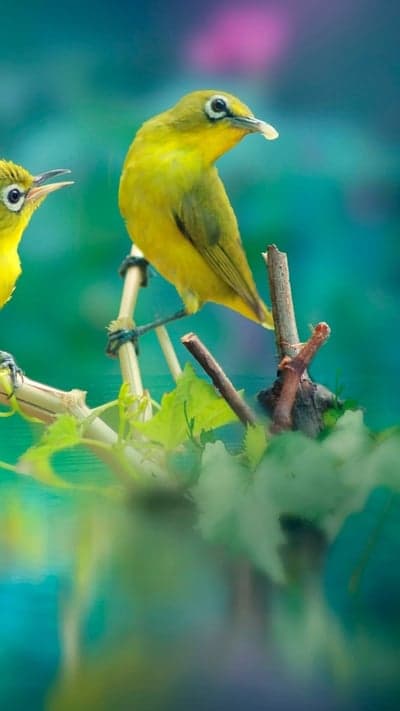 Yellow Birds Perched on Twig with Blurred Background