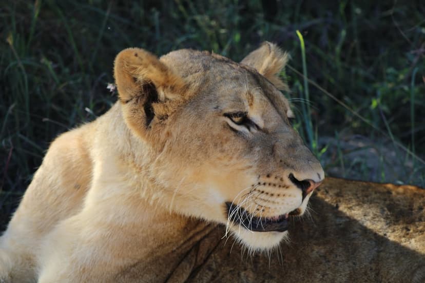 Lioness with golden fur and whiskers rests her head against green foliage in a sharp wildlife close-up.