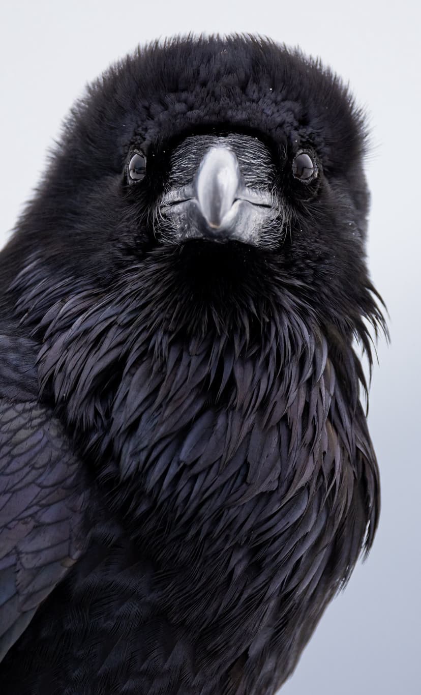 Raven portrait showcasing iridescent feathers and a sharp beak against a soft, neutral out-of-focus background.