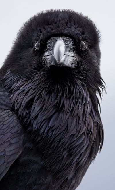 Close-up Portrait of a Black Raven