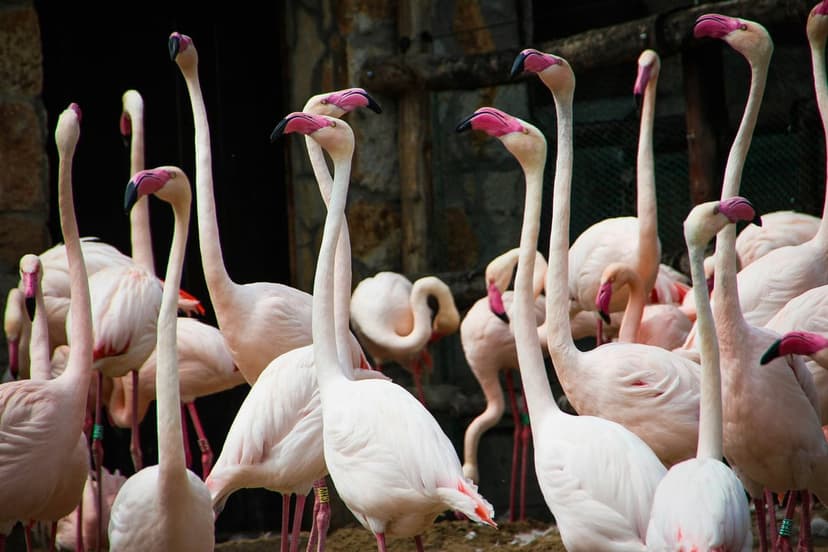 Pink flamingos with curved necks and vibrant beaks stand together against a textured natural background.