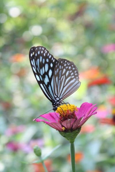 Butterfly on Pink Zinnia Flower Macro Mobile Wallpaper