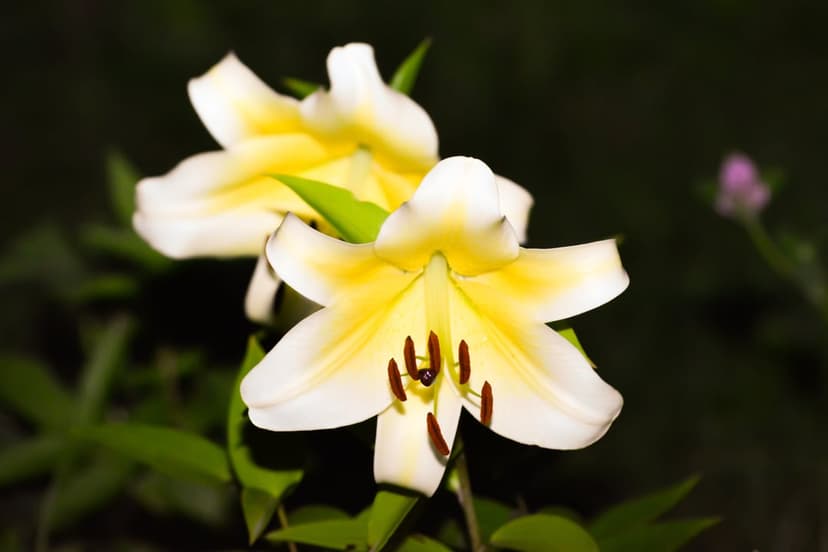 Two white lilies with yellow centers and dark anthers emerge from a shadowy, blurred background at night.
