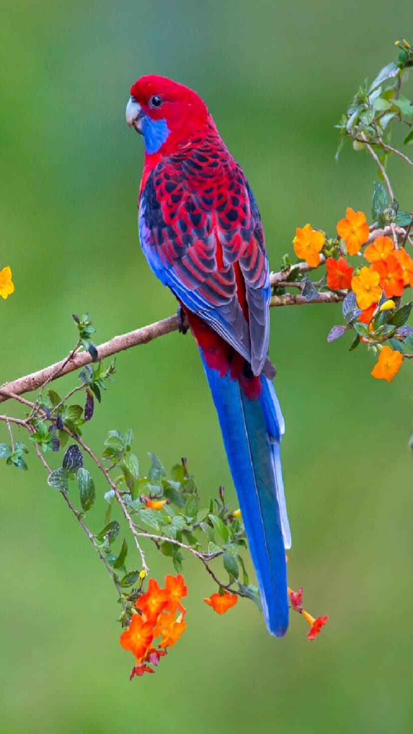 Crimson Rosella parrot with red feathers and blue wings perched on a branch featuring small orange flowers.