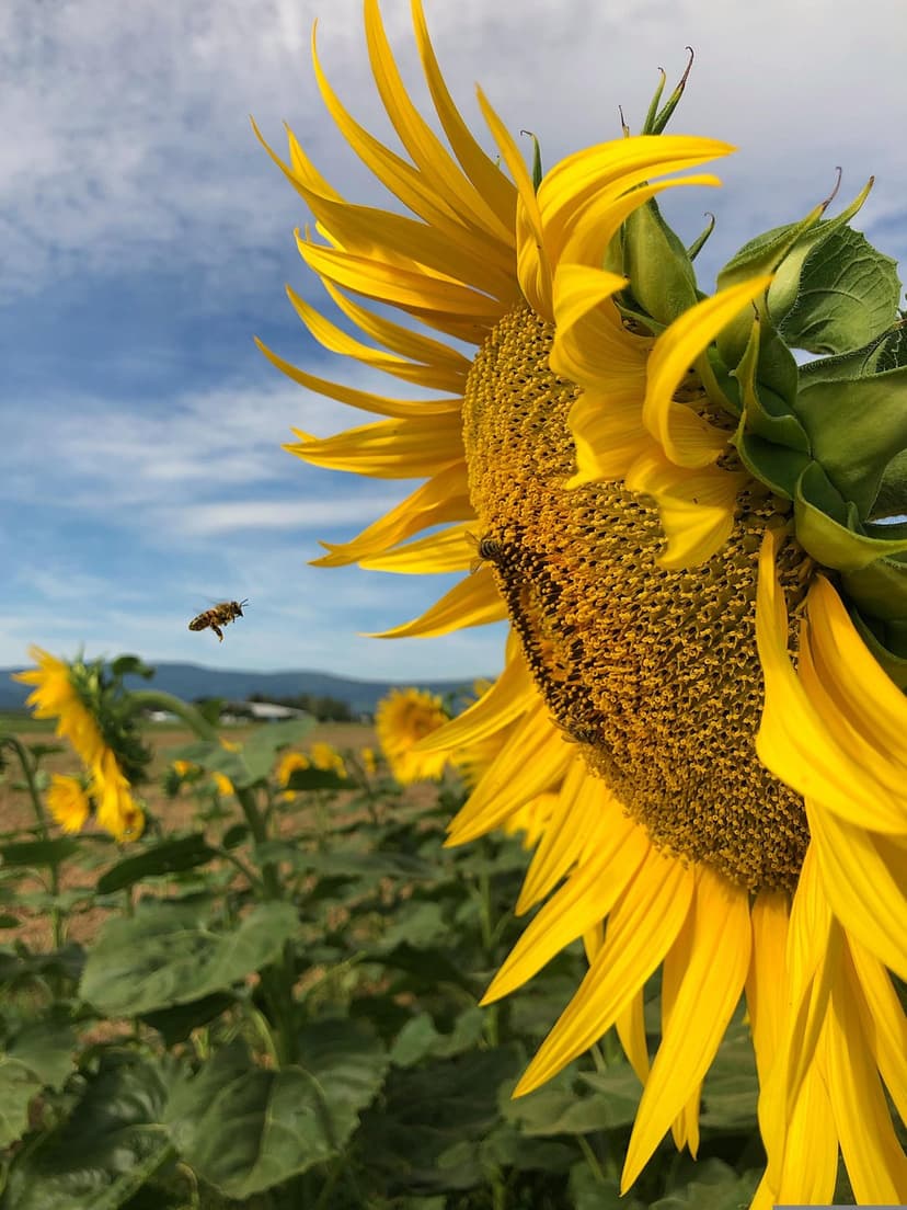 Honeybee approaching a bright yellow sunflower with large petals against a blue sky and distant hills.