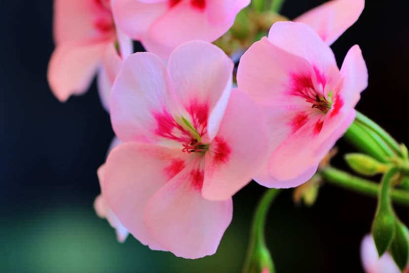 Pink geranium petals and vibrant magenta centers bloom against a dark background with soft-focus green stems.