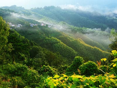 Golden Dawn Mountain Village & Bamboo Forest Phone Background