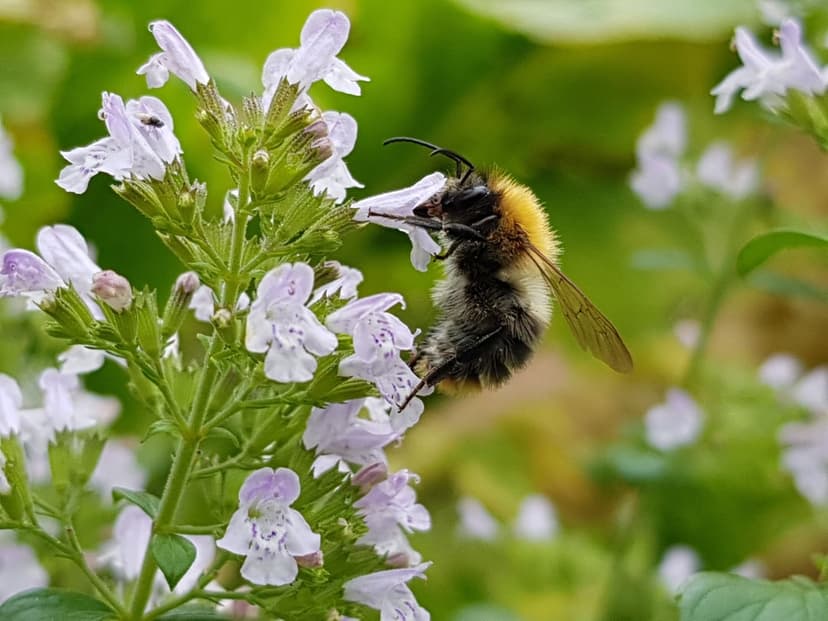 Bumblebee with yellow and black stripes lands on small purple flowers in a sunny, green garden setting.