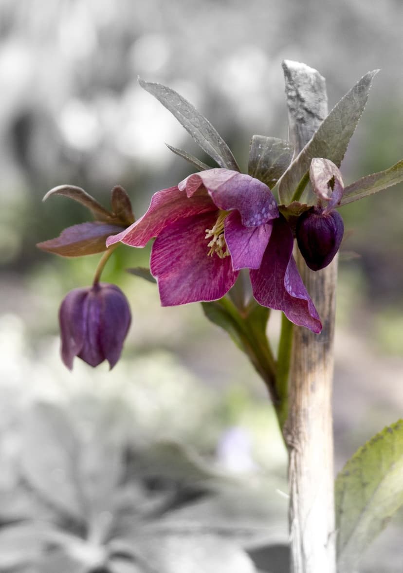 Deep purple hellebore flower with visible yellow stamens and a small bud against a blurry black and white garden.