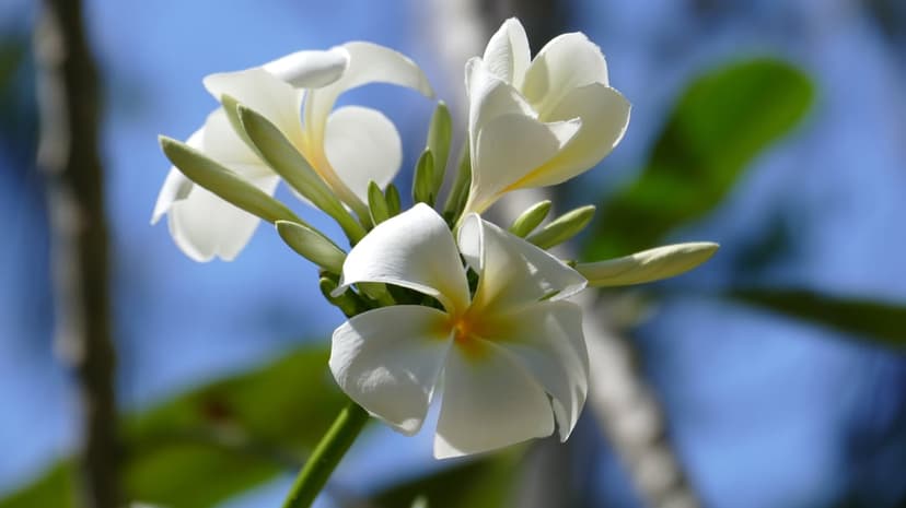 White plumeria flowers with yellow centers bloom in front of a blurred blue sky and green tropical leaves.