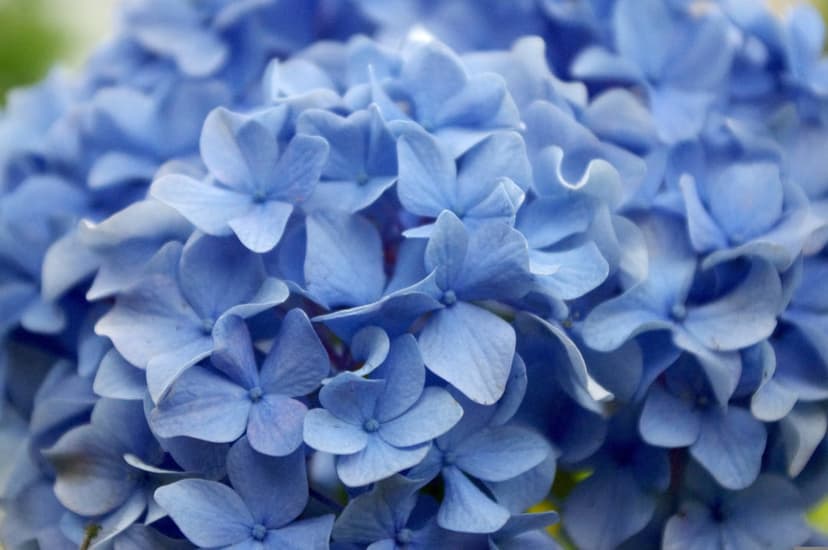Blue hydrangea petals with soft textures and a shallow depth of field create a vertical botanical composition.