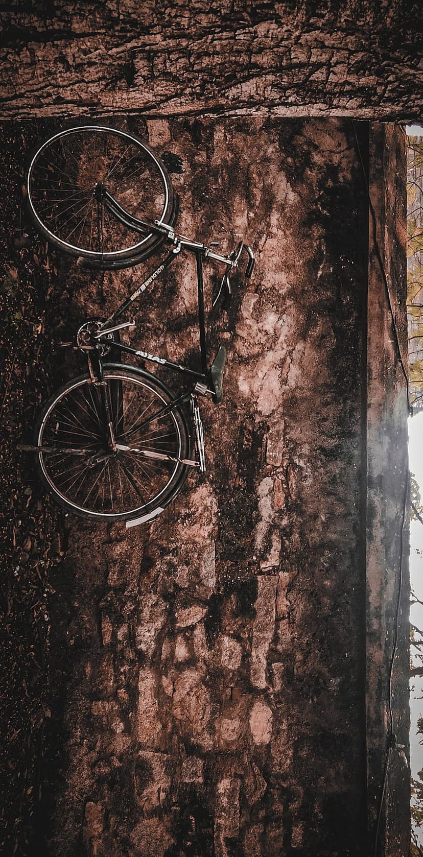 Black vintage bicycle suspended against a weathered wall featuring rough tree bark texture and muted tones.