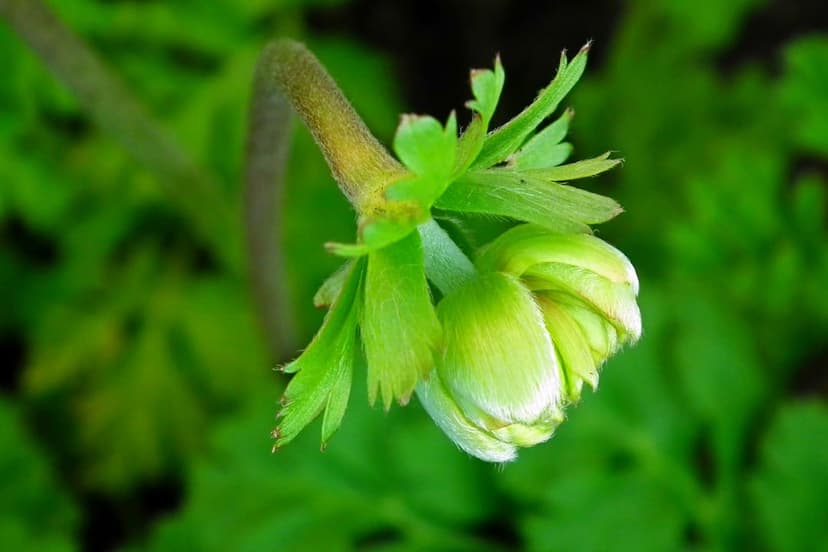 Green anemone bud unfurling on a thin stem against a blurred forest green background in soft spring light.