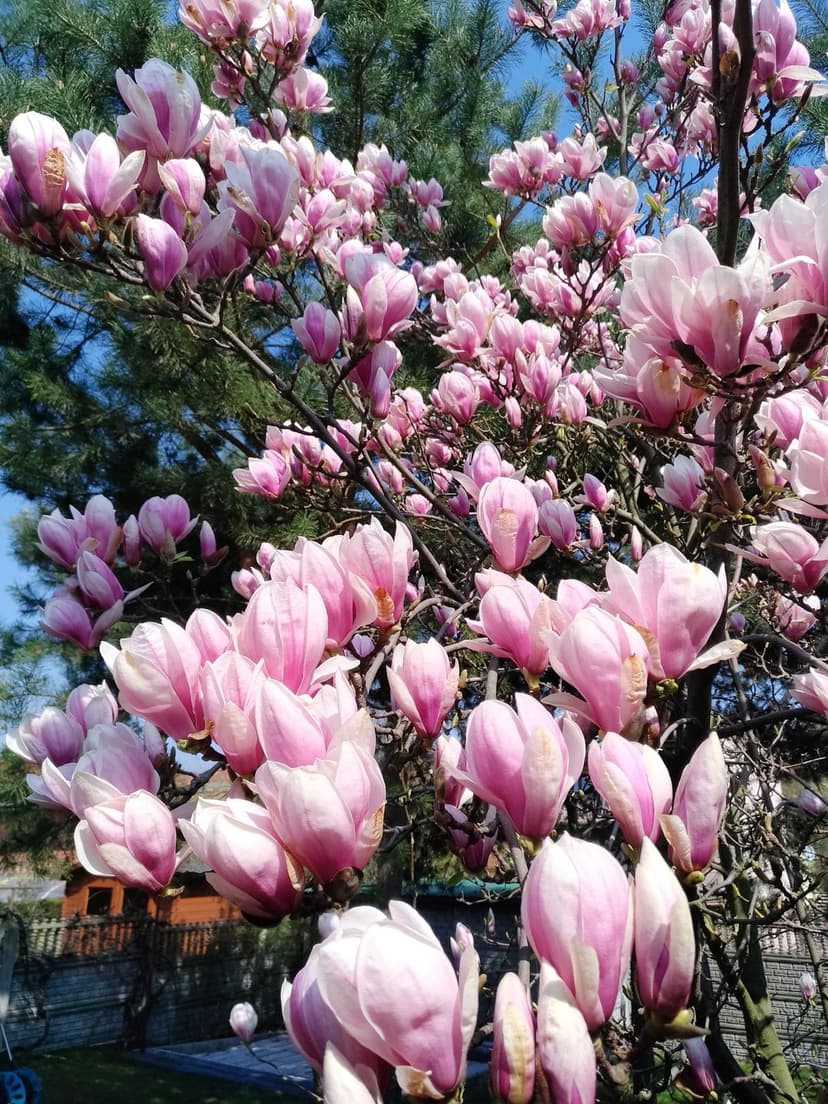 Pink magnolia flowers with white edges bloom near green pine branches under a bright blue sky on a sunny day.