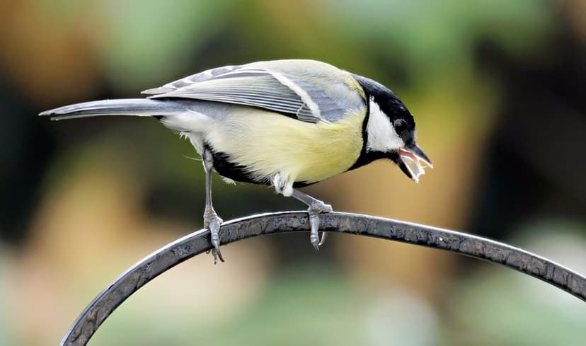 Great Tit bird with yellow and black feathers holds a seed in its beak while perched on a thin metal bar.