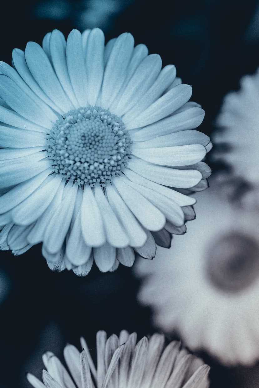 Blue daisy petals with sharp macro details and a textured center are set against a dark, moody bokeh background.