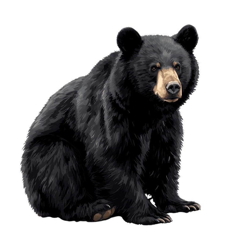 Black bear sits upright showcasing realistic fur texture, a light tan snout, and warm eyes in studio lighting.