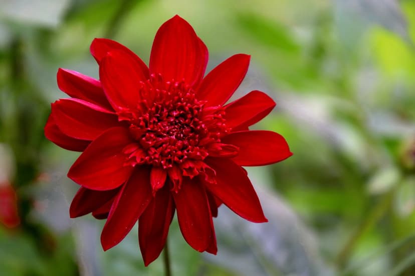 Red dahlia flower with layered pointed petals and a yellow center blooms against a blurred green leaf background.