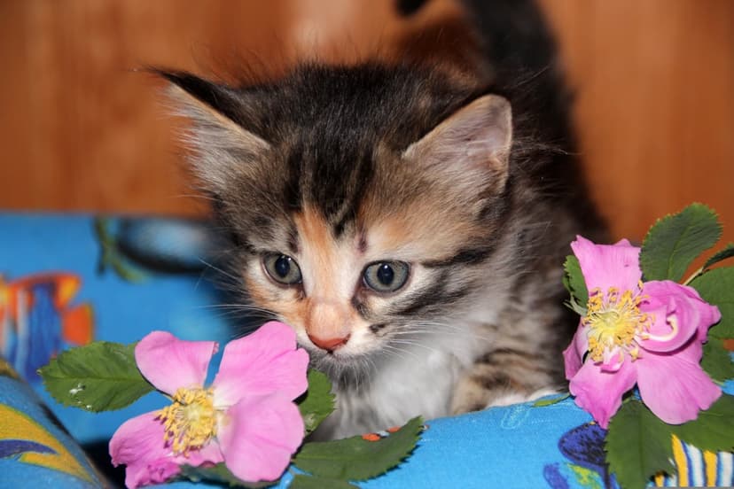 Calico kitten with blue eyes peeking from a blue basket while sniffing two pink roses against a wooden background.