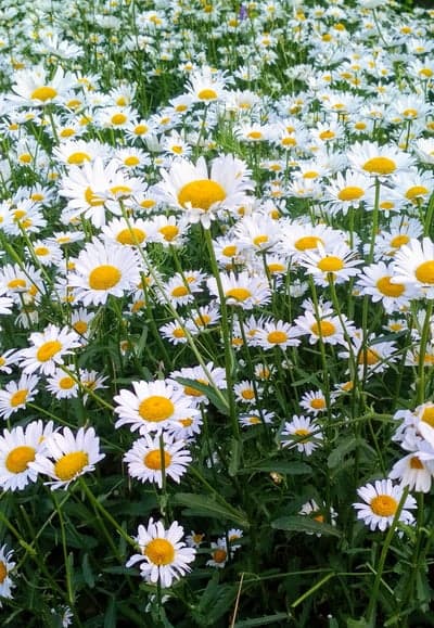 Vibrant White Daisies Floral Phone and Tablet Wallpaper