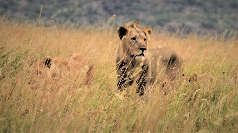 Male lion stands alert in tall golden grass with a lioness and cub visible in the sunlit African savanna background.