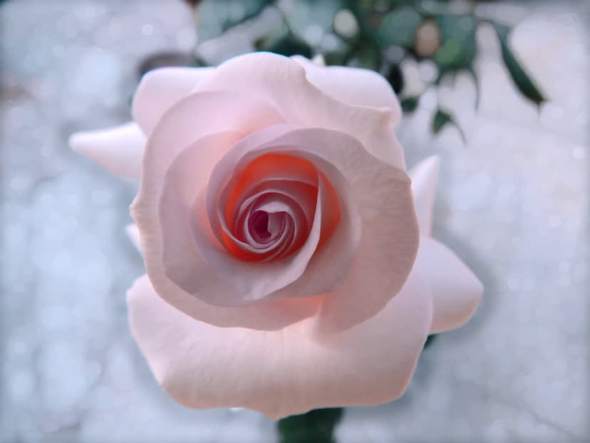 Pink rose bloom with spiraling petals and a soft-focus background of blurred green leaves and luminous bokeh light.