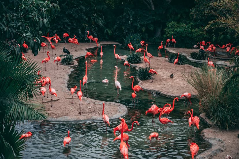 Pink flamingos wading in a shallow tropical pond surrounded by dense emerald green leaves and palm fronds.