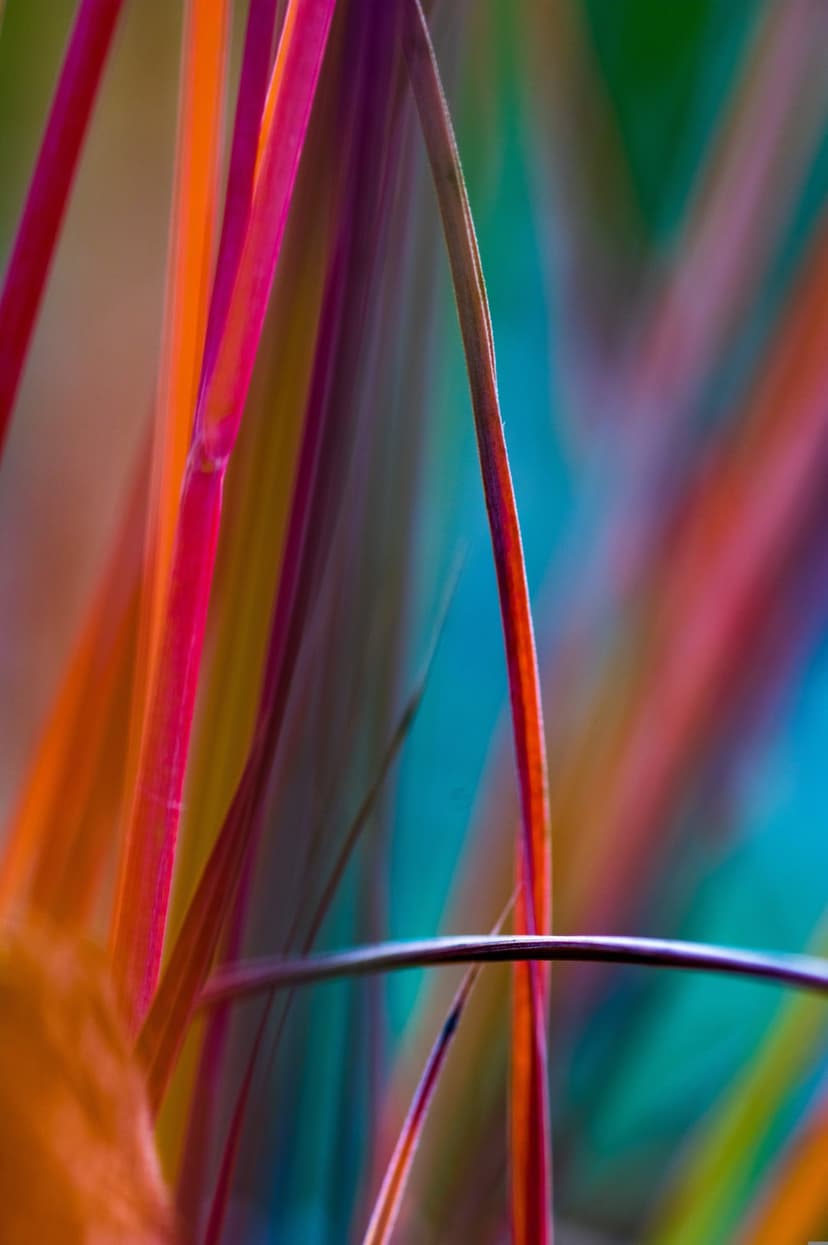 Botanical stems transition through a vivid color spectrum in a soft focus macro arrangement with deep depth.