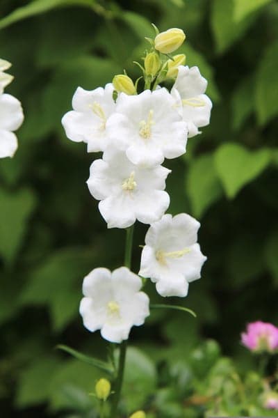 Cascading White Bellflower Bloom Mobile Screen Background