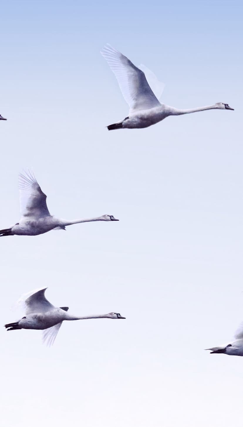 White swans with outstretched wings fly in a diagonal formation against a vast, cloudless light blue sky.