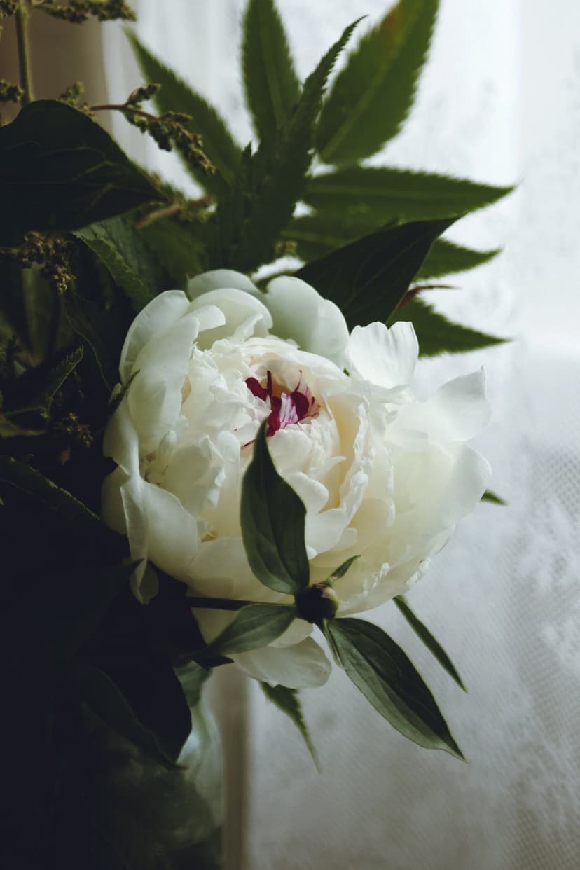 White peony flower with unfurling petals and green leaves against a blurred white lace background in soft light.