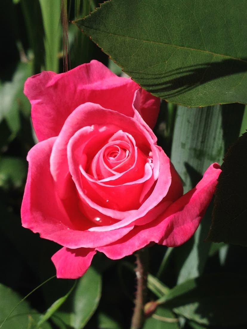 Pink rose blossom with crystalline water droplets on its petals framed by blurred green leaves in macro detail.