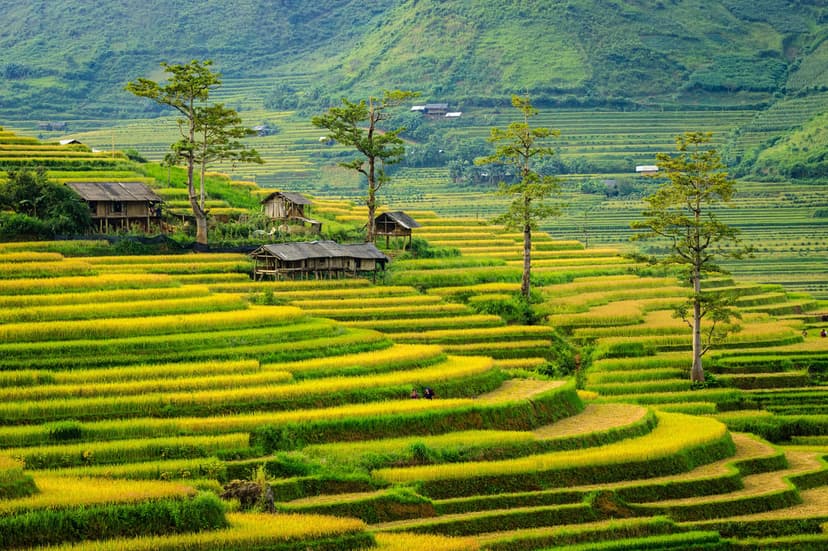 Terraced rice fields cascade down a steep green mountain with small wooden huts scattered among the crops.