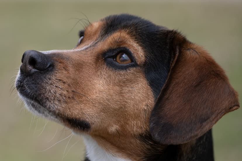 Beagle dog with brown eyes and floppy ears looks upward in a close-up profile shot with a blurred background.