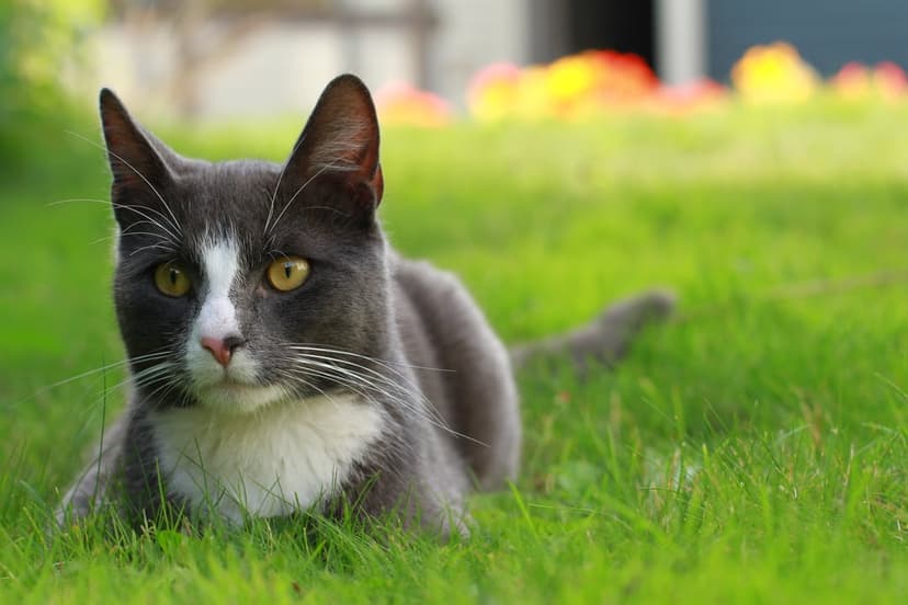 Gray and white cat with yellow eyes rests in green grass with blurred flowers and soft sunlight in the background.