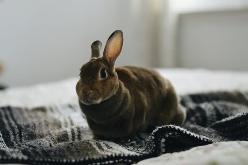 Brown rabbit with large ears resting on a fuzzy cream blanket under warm, diffused indoor lighting.