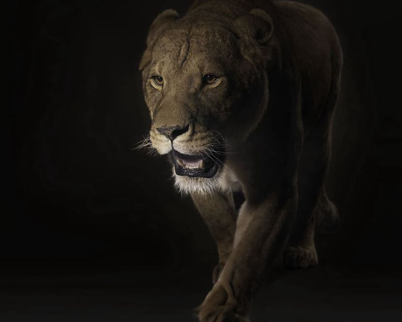 Lioness with intense eyes stalks forward through a dark background with sharp focus on her face and fur texture.