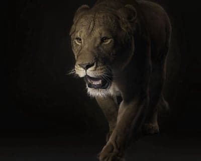 Close-up of a fierce lioness stalking in darkness