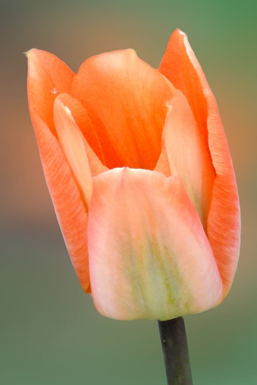 Orange tulip flower with a single water droplet on a soft petal against a blurred green and brown background.